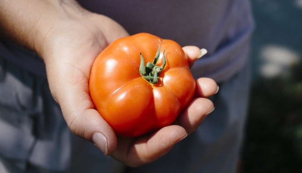 Люцерна – эффективный предшественник для томатов в открытом грунте