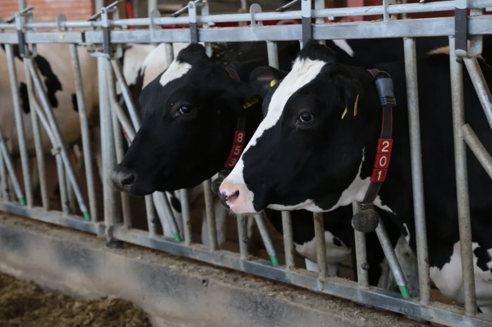 «Август-Агро» запускает еще три молочных фермы на 2800 коров