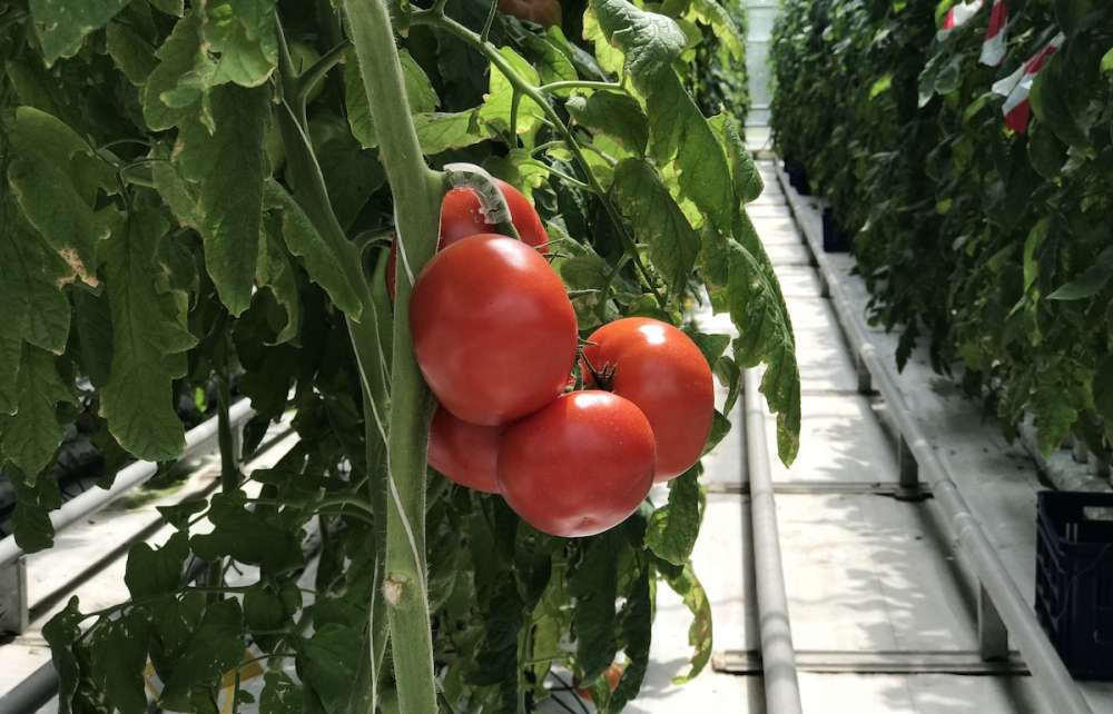 Производство томатов в Евросоюзе в 2022 году снизится на 9%