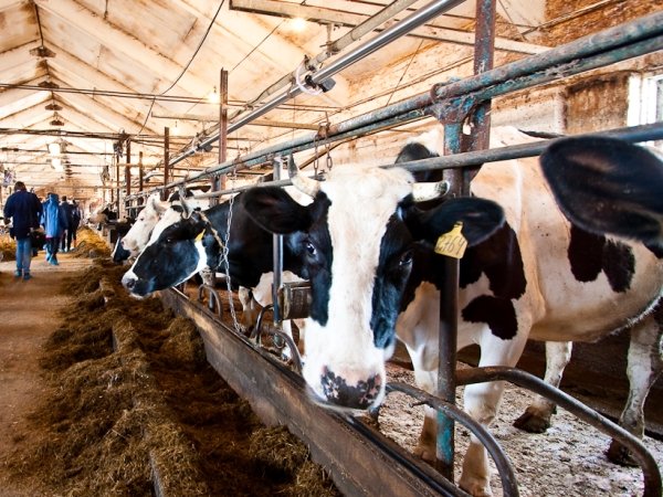 Важнейшее условие работы молочной фермы