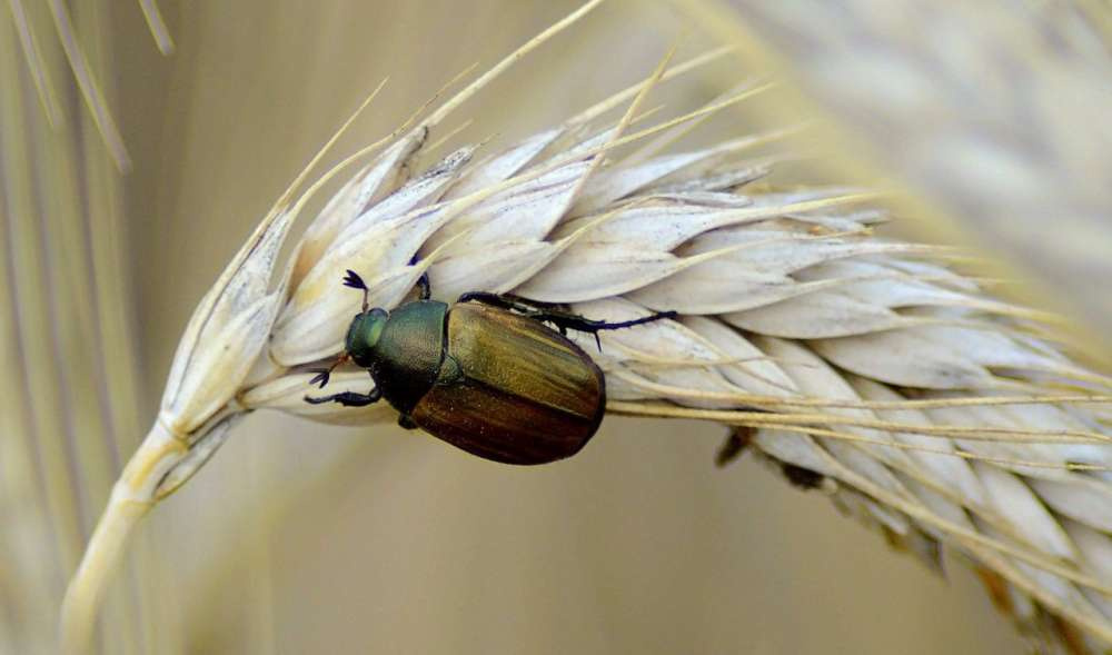 Новое приложение определит насекомых-вредителей