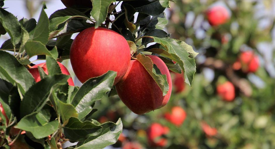 «Агрокомплекс» заложит 100 га яблоневых садов