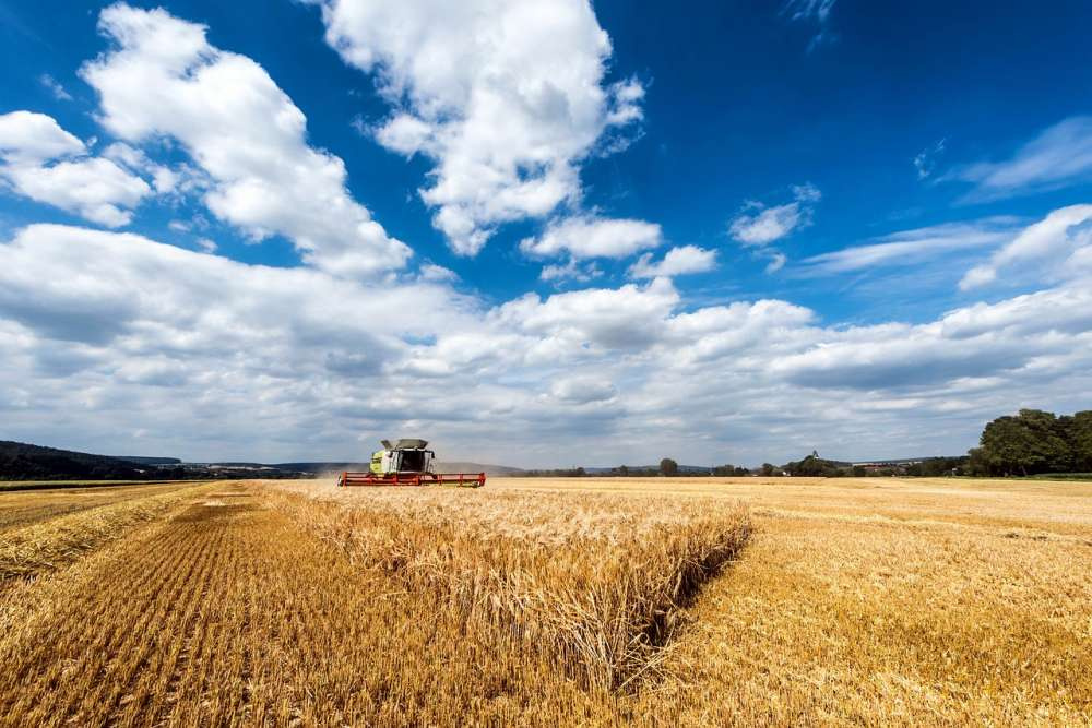 МСХ США опубликовал новый отчет по мировому рынку пшеницы