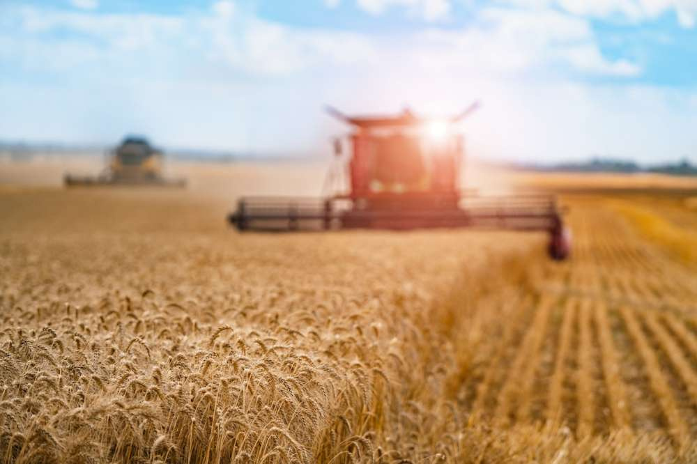Прогноз производства пшеницы в России снижен до трехлетнего минимума