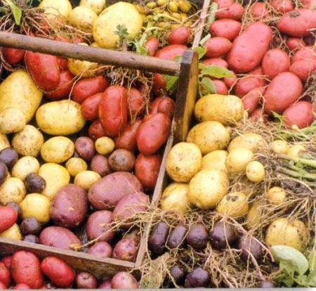 Белоруссия ограничила ввоз украинского картофеля