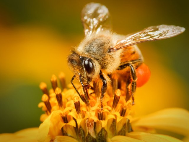 Пчелы на экспорт