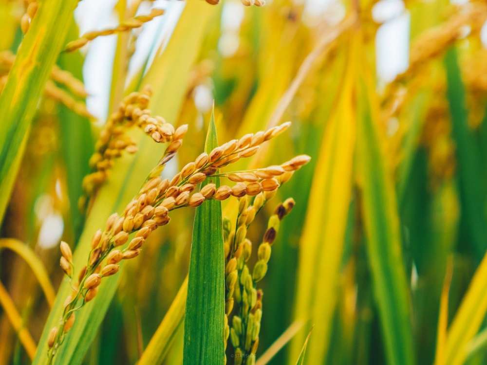 Урожайность сортов риса — исследования ФАНЦ Республики Дагестан