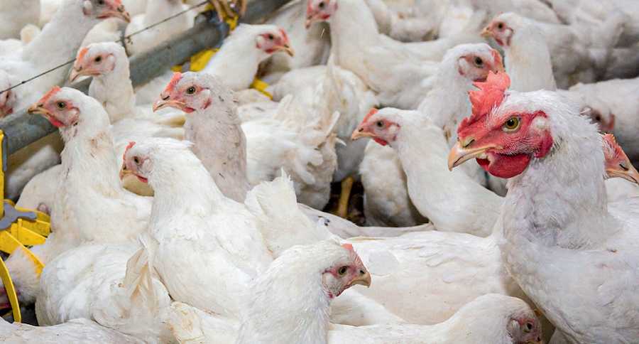Эффективность применения эфирного масла чабера горного в кормлении цыплят-бройлеров — исследование НИИСХ Крыма