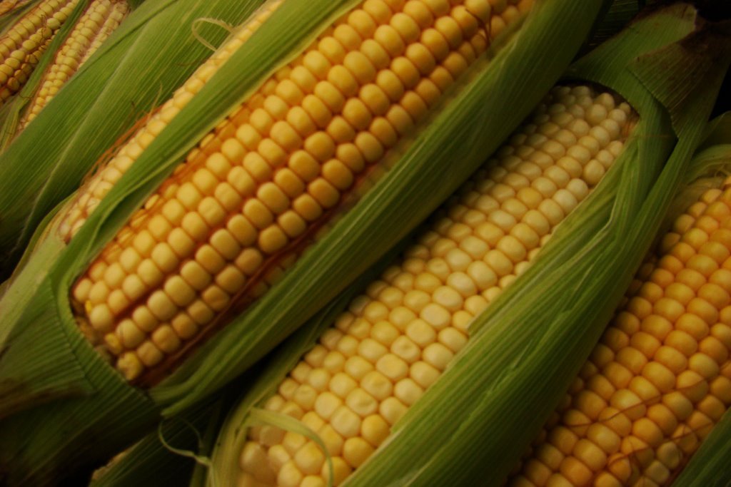 Кировские ученые вывели свою кормовую кукурузу