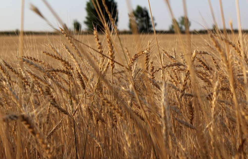 Казахстан повысил прогноз урожая зерна, но снижает экспорт