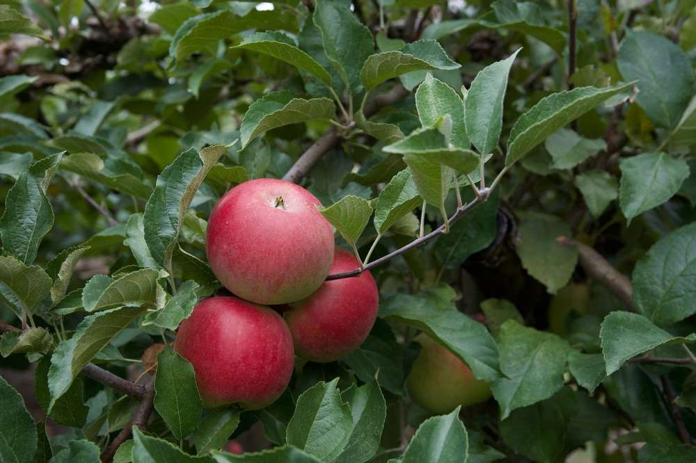 Российским производителям яблок необходима поддержка государства в части защиты инвестиций
