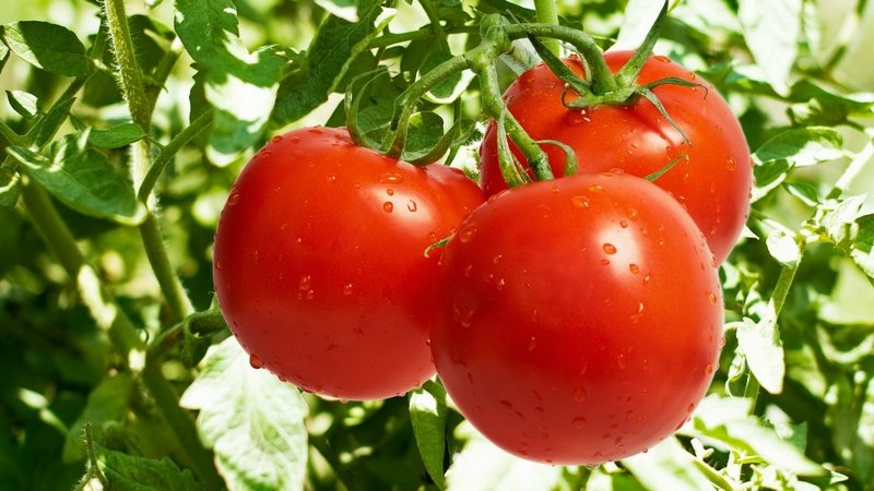 Ученые УрГАУ разработают уникальный сорт томата  