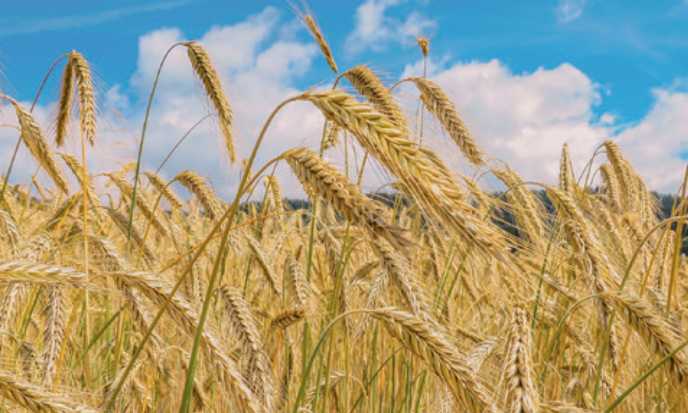 Особенности сезона 2022/23 — о состоянии посевов пшеницы в Центрально-Черноземном регионе