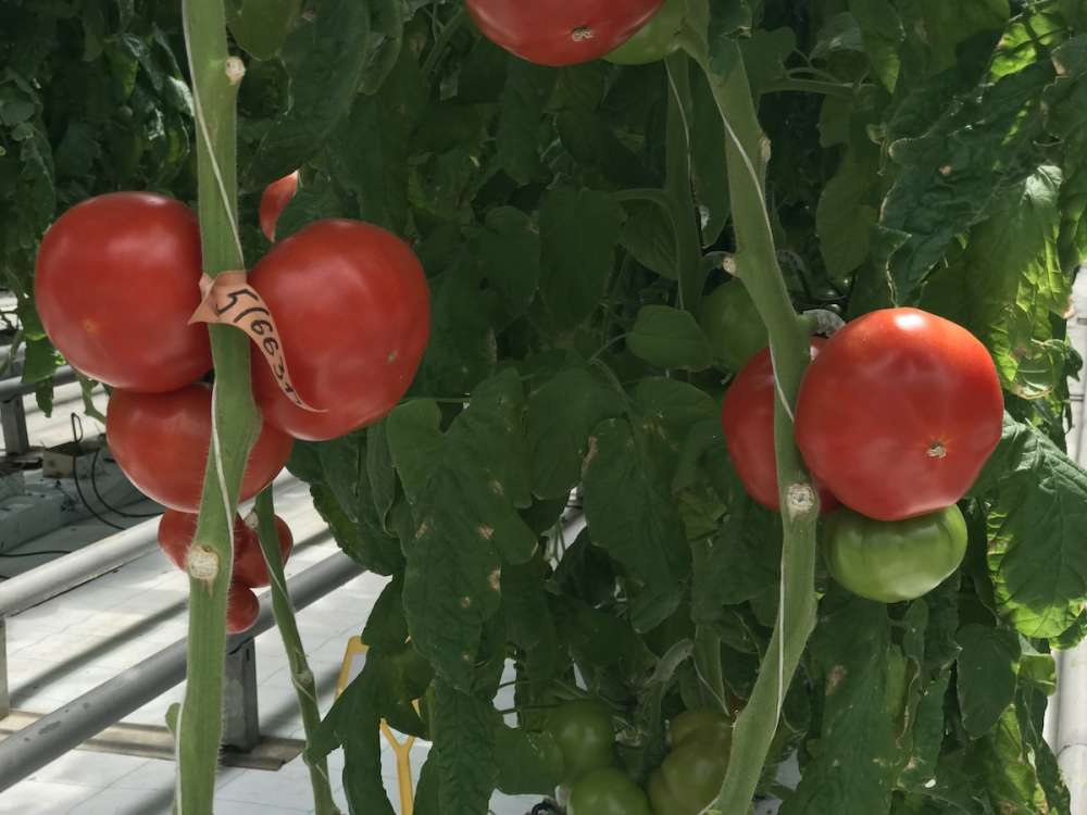 Армения планирует увеличить экспорт томатов