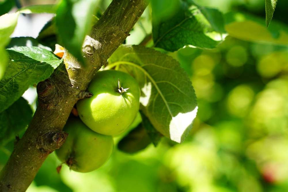 Какие сорта яблони подойдут для производства органической продукции?