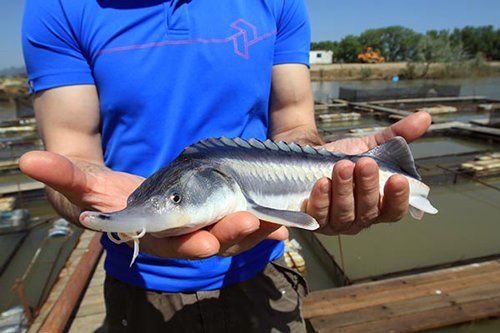 В Дагестане в уходящем году произвели больше рыбы