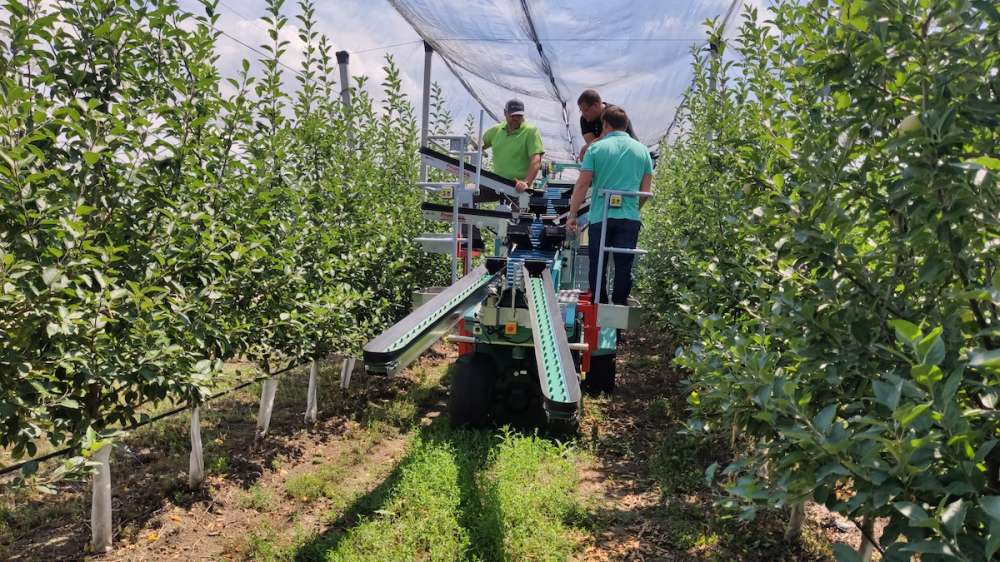 Садоводы Кубани нашли решение проблемы нехватки сборщиков яблок