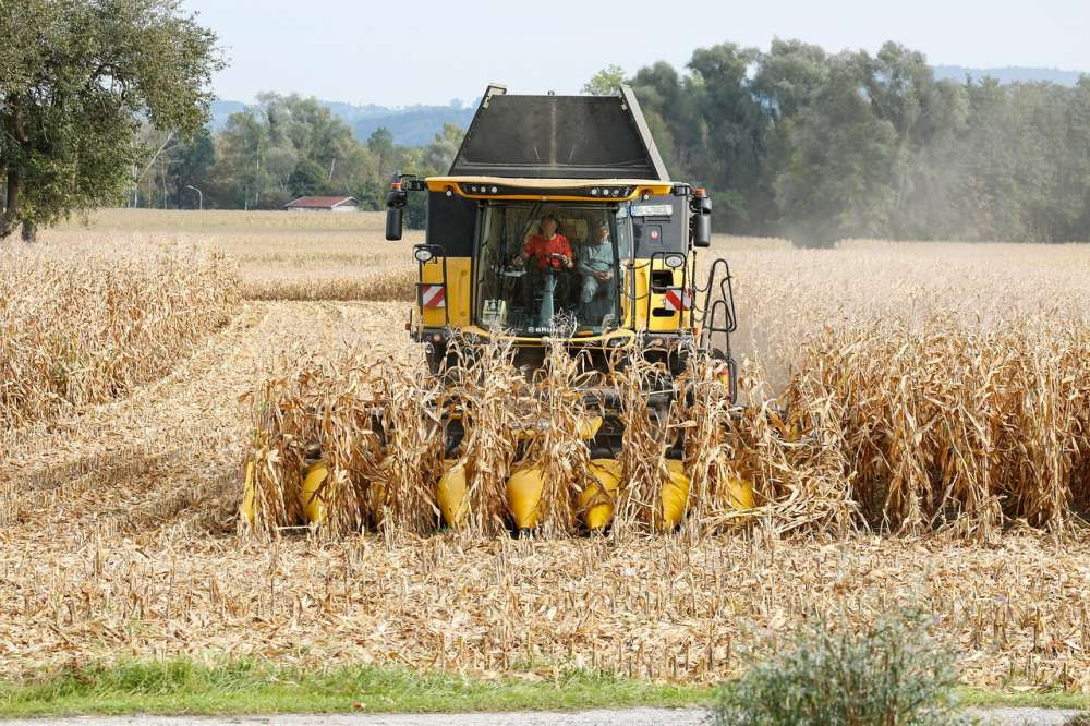Урожайность кукурузы в Украине выше среднего