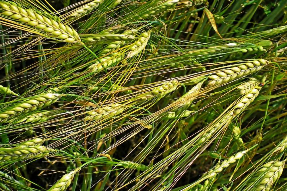 Поддержать чистоту — как повысить урожайность и качество зерна озимой пшеницы?