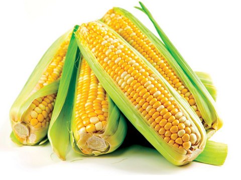 Цена спроса на фуражную кукурузу в России выросла 