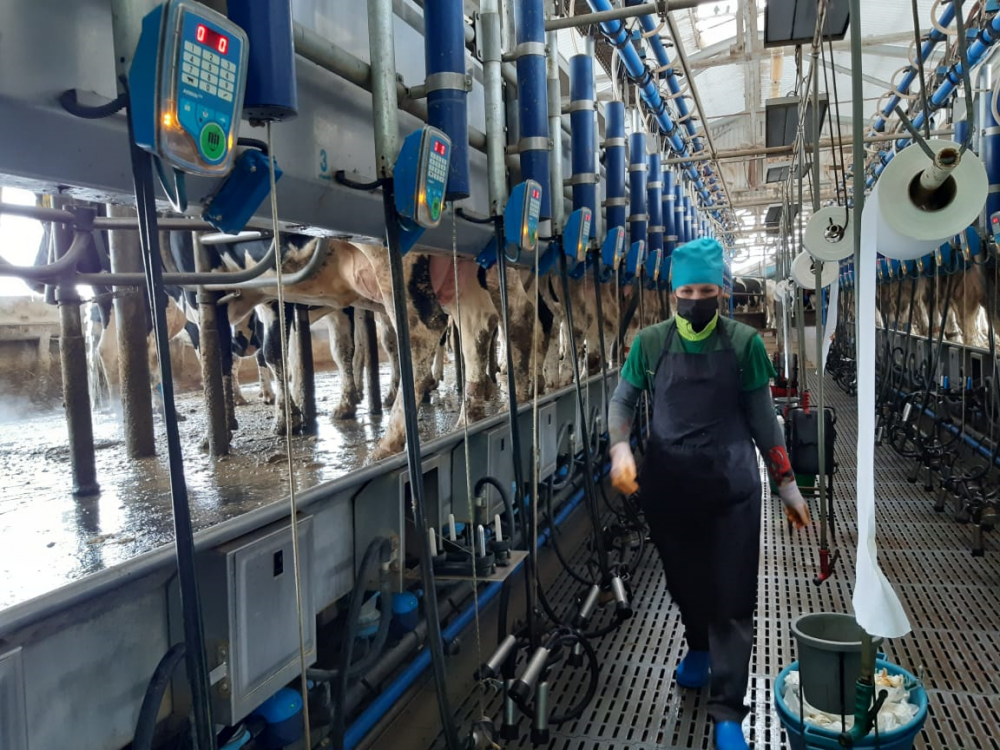 «Умная» ферма «Рассвета»: секреты прибыльного молочного производства
