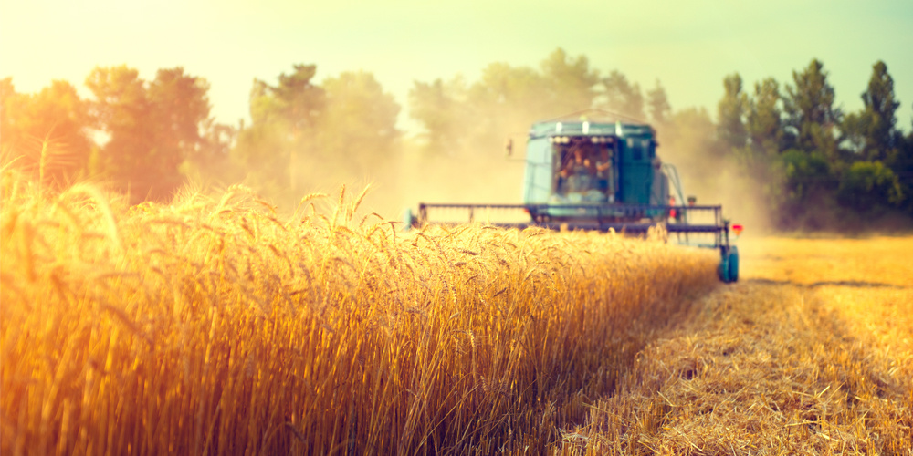 При поддержке Россельхозбанка аграрии юга собрали первый миллион тонн пшеницы