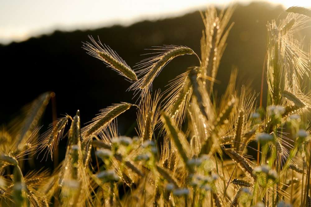 Россия продаст на внутреннем рынке 75000 тонн зерна из госзапасов