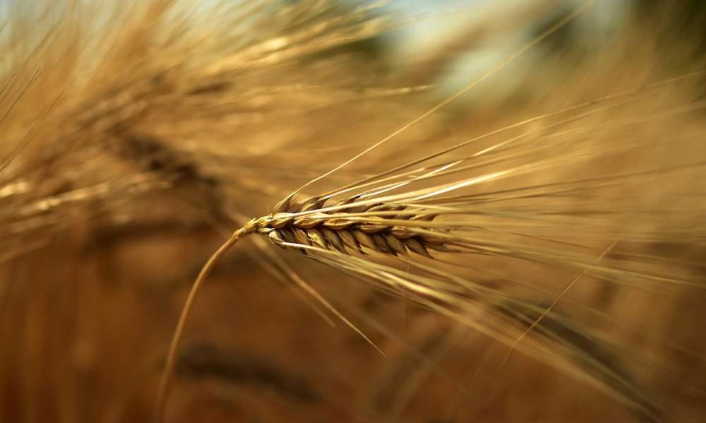 Правительство уточнило размер вывозных пошлин на пшеницу, ячмень и кукурузу