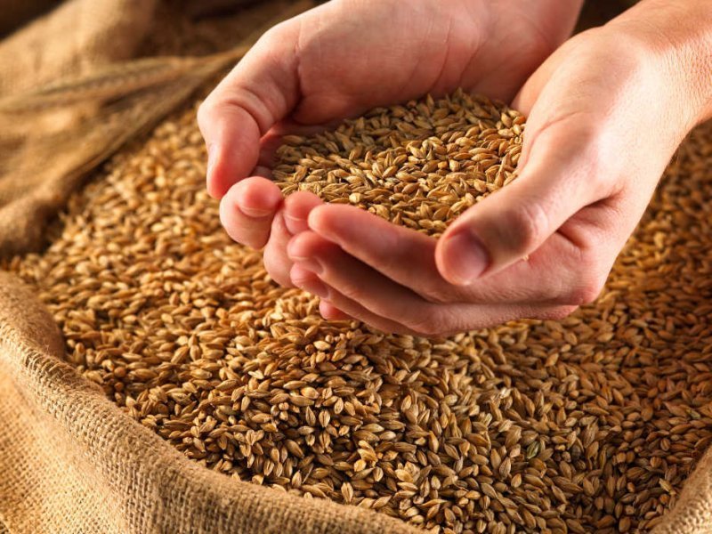 Эксперты: Россия усилит влияние на рынке пшеницы