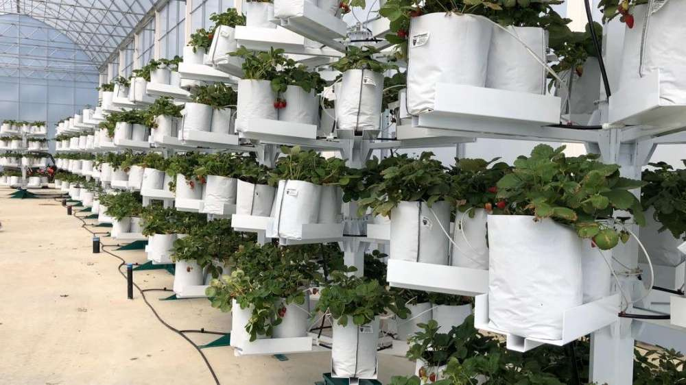 Запатентованы вертикальные колонны для выращивания растений в теплицах