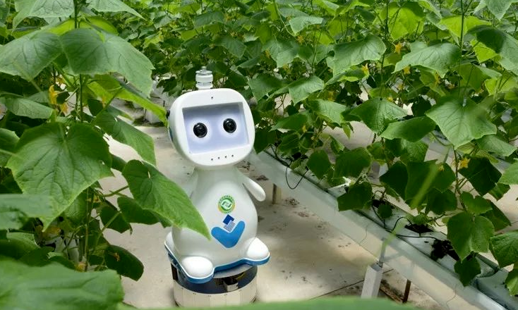 В Китае представили агроробота для теплиц с искусственным интеллектом