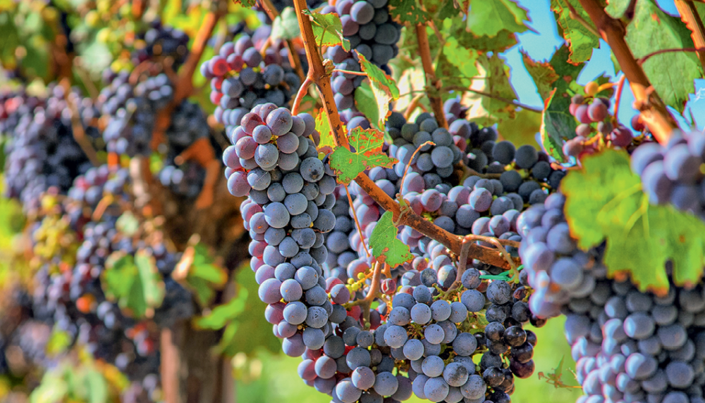 Как солнцезащитная сетка влияет на качество винограда?