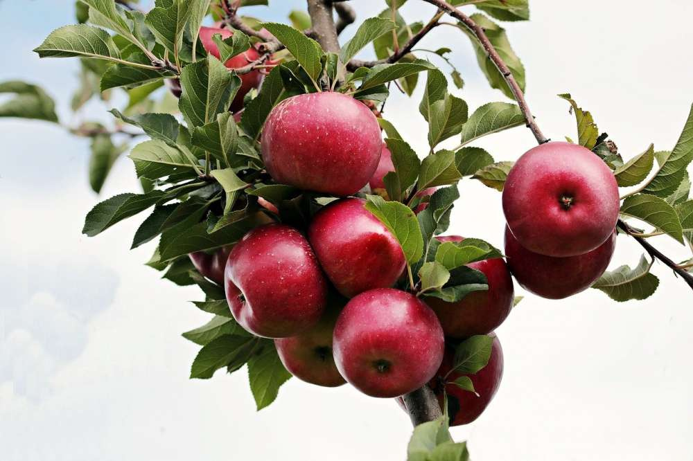 Фунгицид Фонтелис повысит эффективность защиты яблони