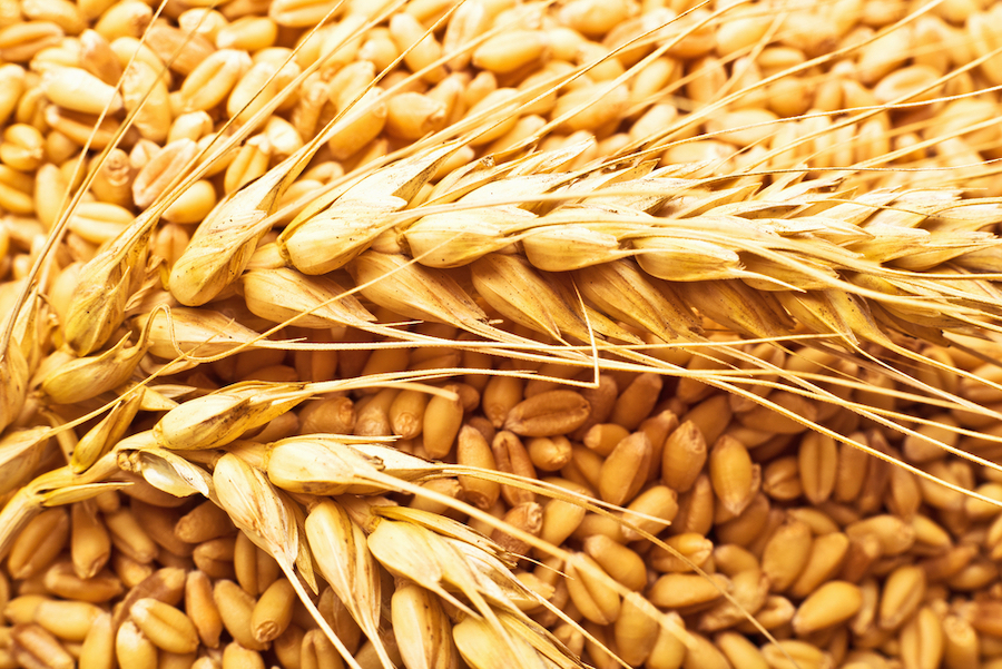 Глубокая переработка зерна и промышленная биотехнология – ﻿в центре внимания на Форуме «Грэйнтек-2020»
