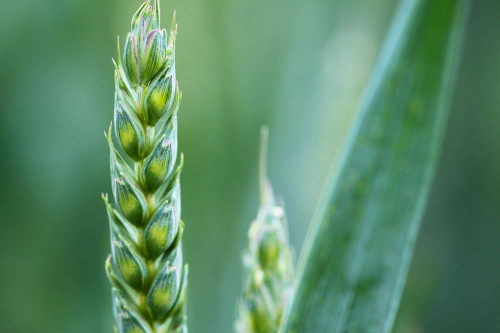 Топ-10 ведущих стран-производителей пшеницы в 21 веке
