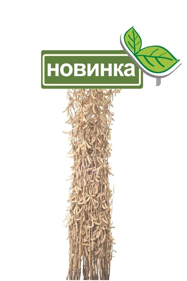 Сорт сои Спарта включен в госреестр селекционных достижений