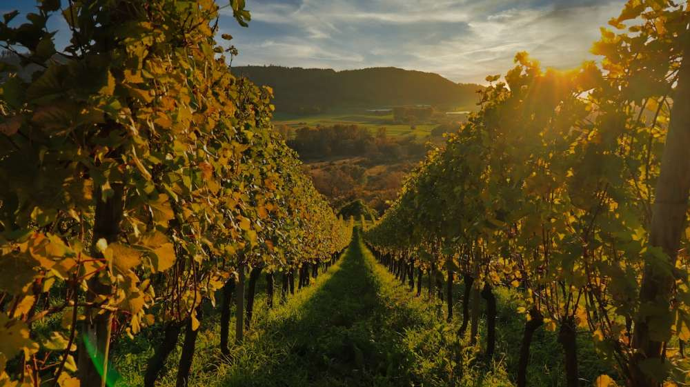 Правительство утвердило правила господдержки виноградарей в рамках отраслевого федпроекта