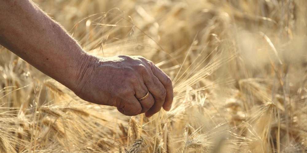 Мировые запасы пшеницы упадут до 6-летнего минимума — прогноз