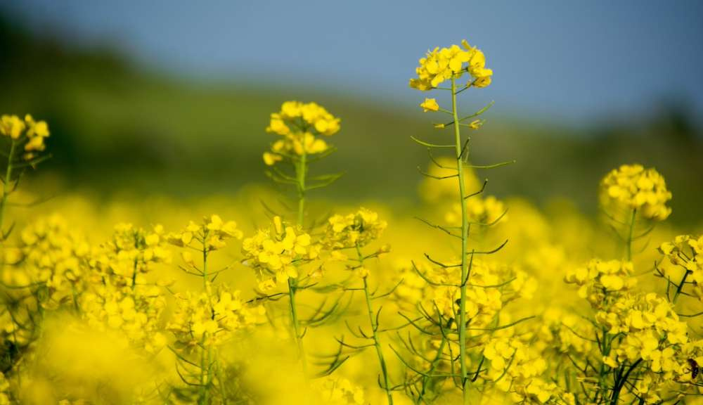 Bayer намерен выпустить первый биоинсектицид для возделывания полевых культур