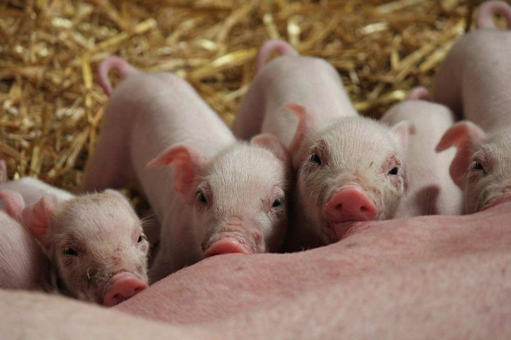 Ферментированный комбикорм улучшает качество свинины — ученые