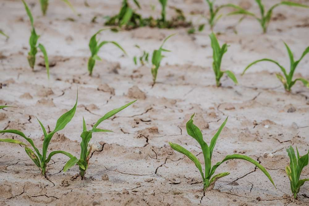 Деградация почв, вызванная деятельностью человека, затрагивает 34% всех сельхозугодий в мире