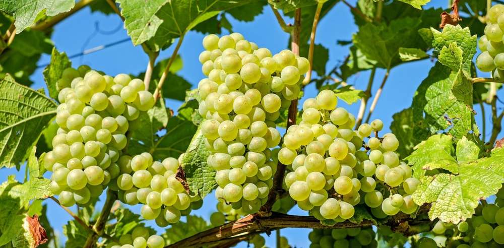 Борьба с грибными болезнями на винограде