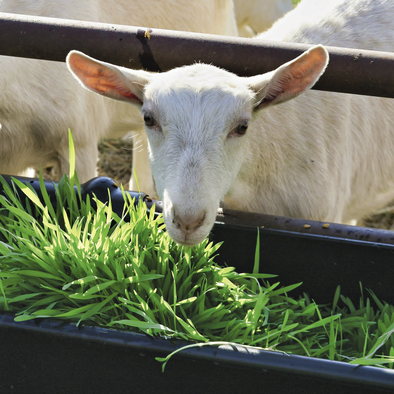 Применение зеленого гидропонного корма в животноводстве и методы его очистки