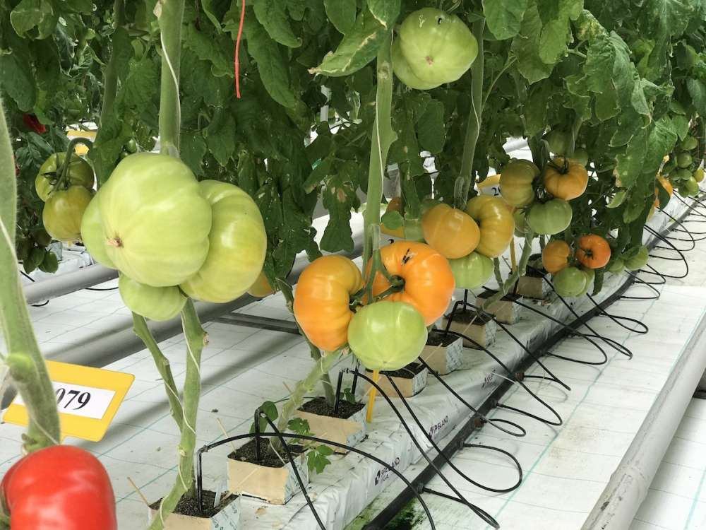 Тепличная отрасль планирует произвести рекордные 1,5 млн т овощей до конца 2022 года