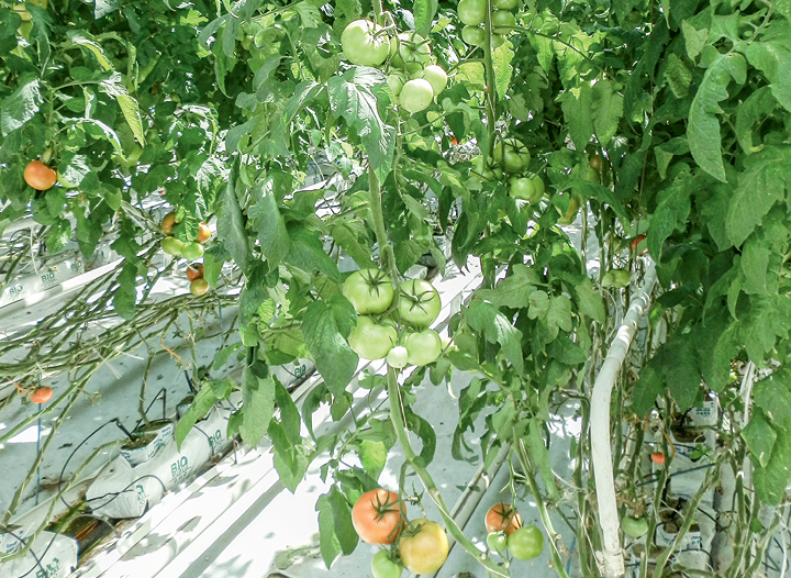 Сравнить на практике — опыт выращивания томатов в Удмуртии