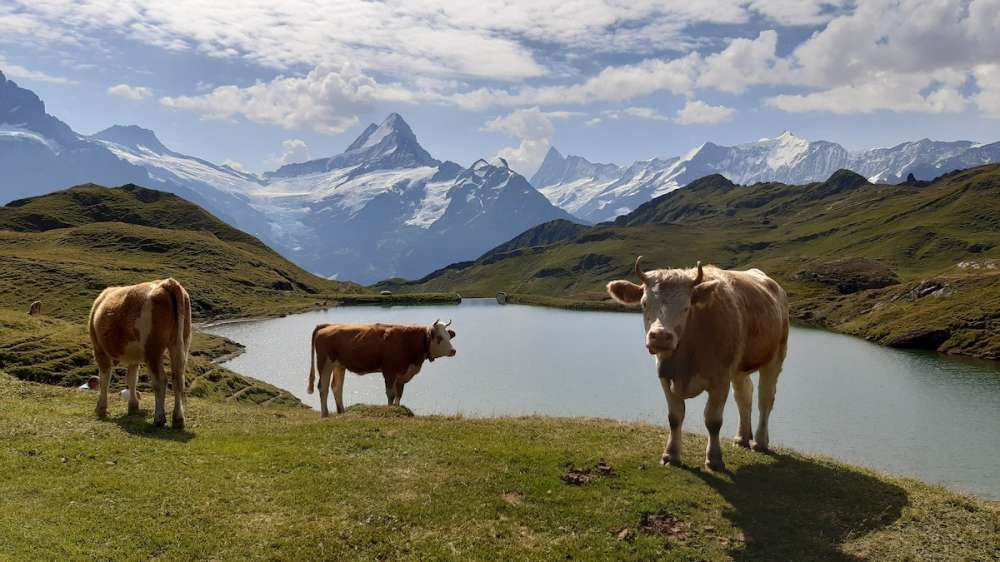 Швейцария может стать первой европейской страной, запретившей синтетические пестициды