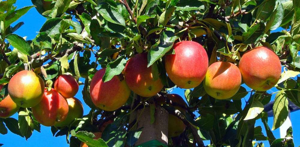 Яблоки и садоводы — в зависимости от импорта