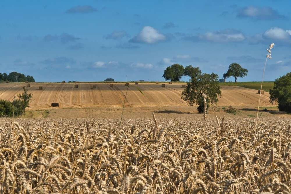 Агрохолдинг «Степь» собрал рекордный урожай пшеницы