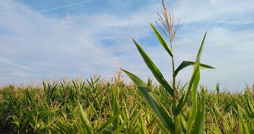 Аспекты возделывания кукурузы на силос