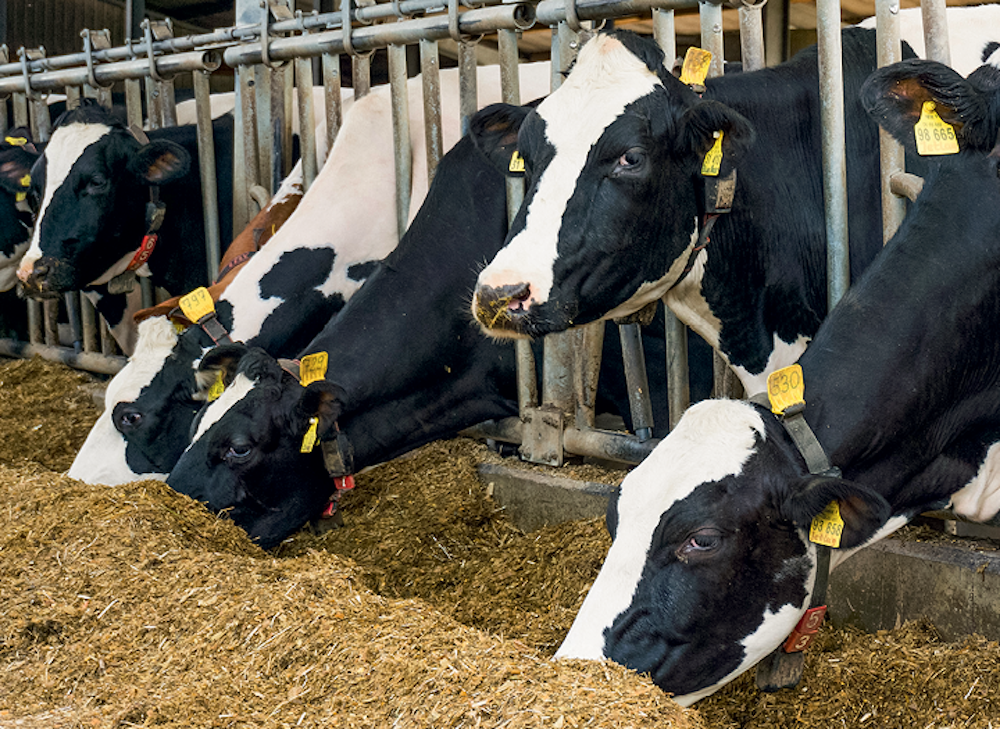 Комплексное воздействие — опыт применения БАД в рационах коров во время отела и в первые недели лактации